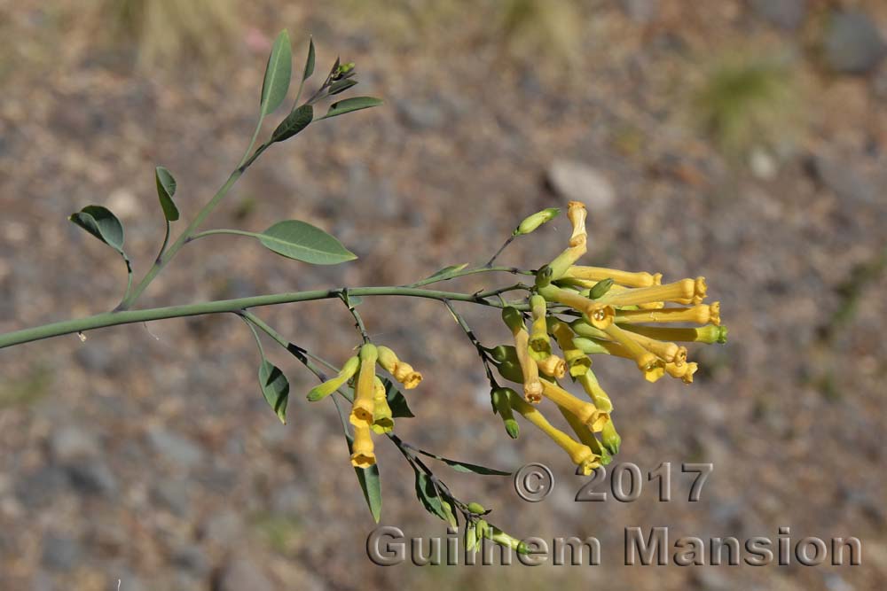 Nicotiana glauca