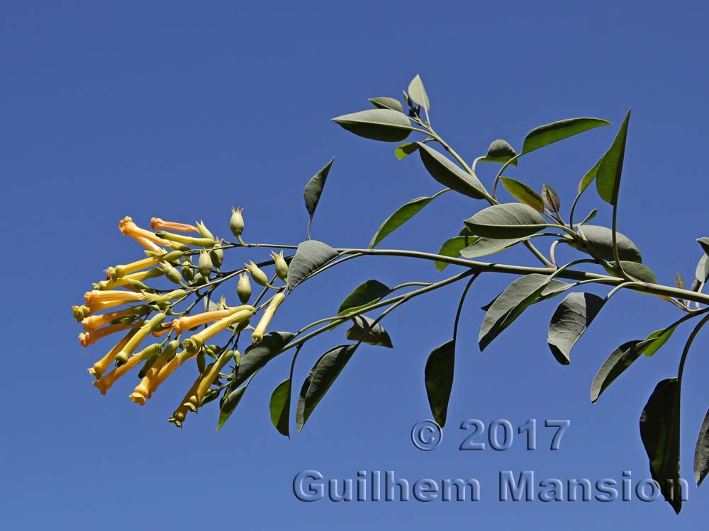 Nicotiana glauca