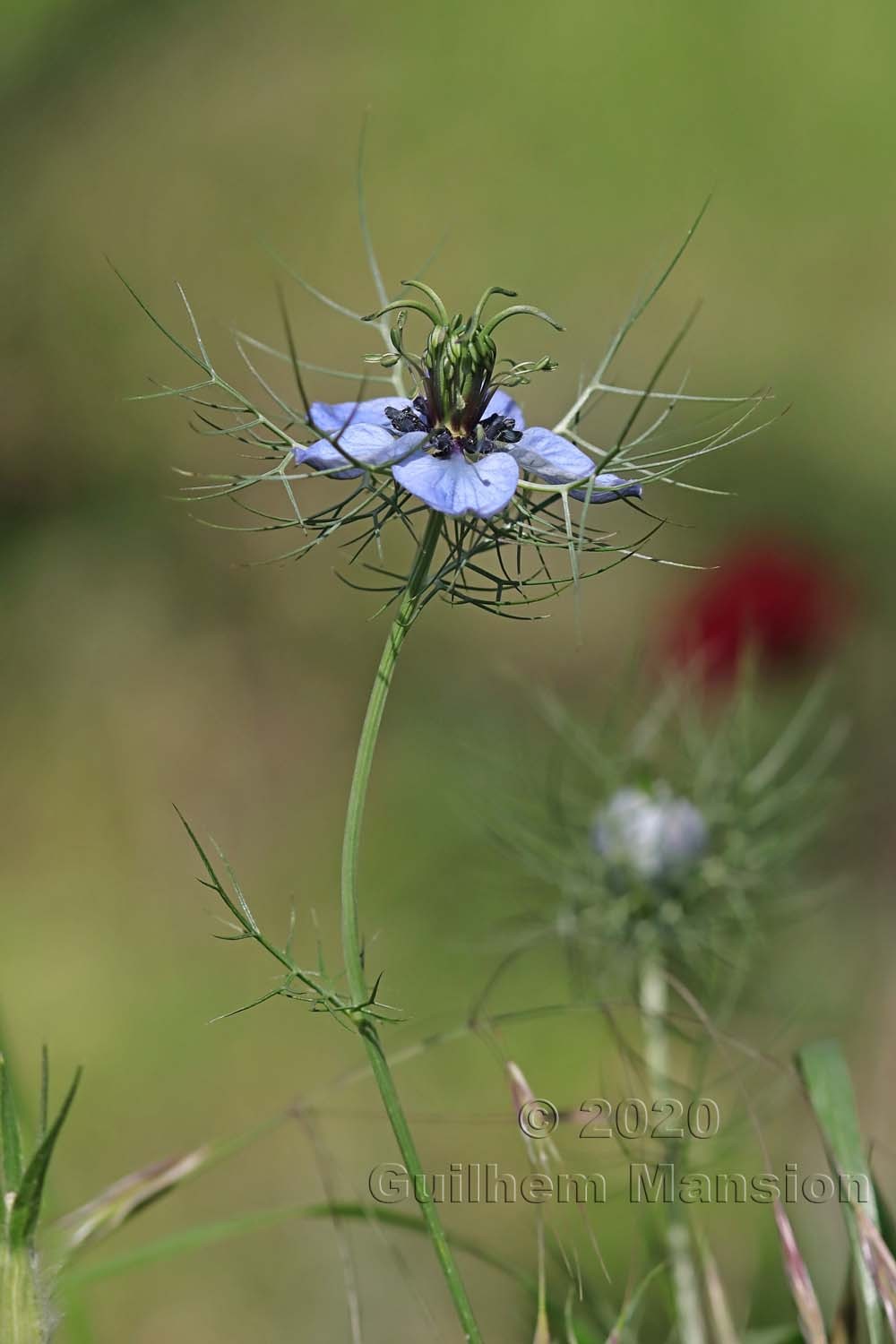 Nigella damascena