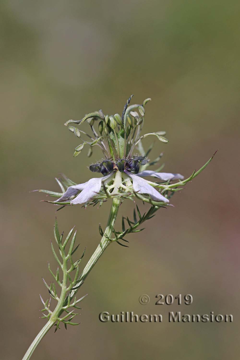 Nigella damascena