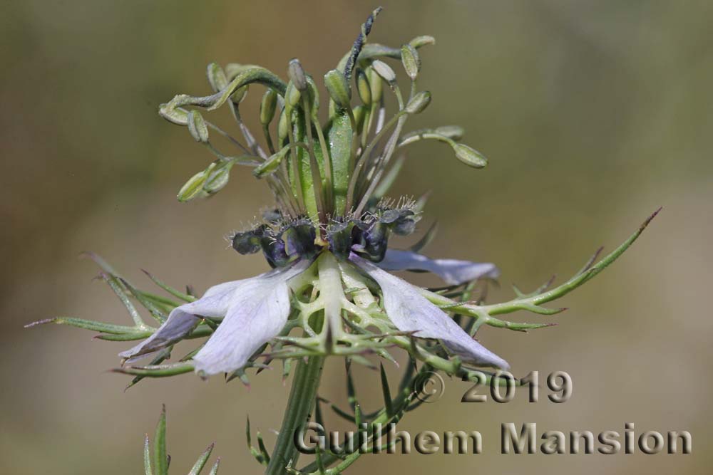 Nigella damascena