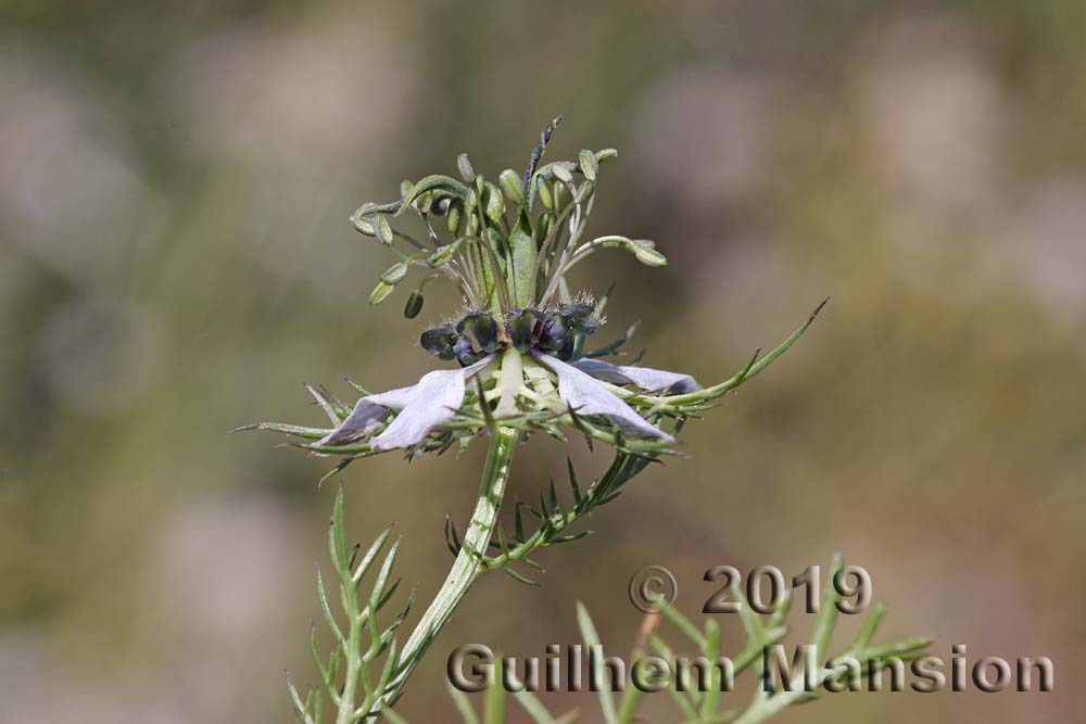 Nigella damascena