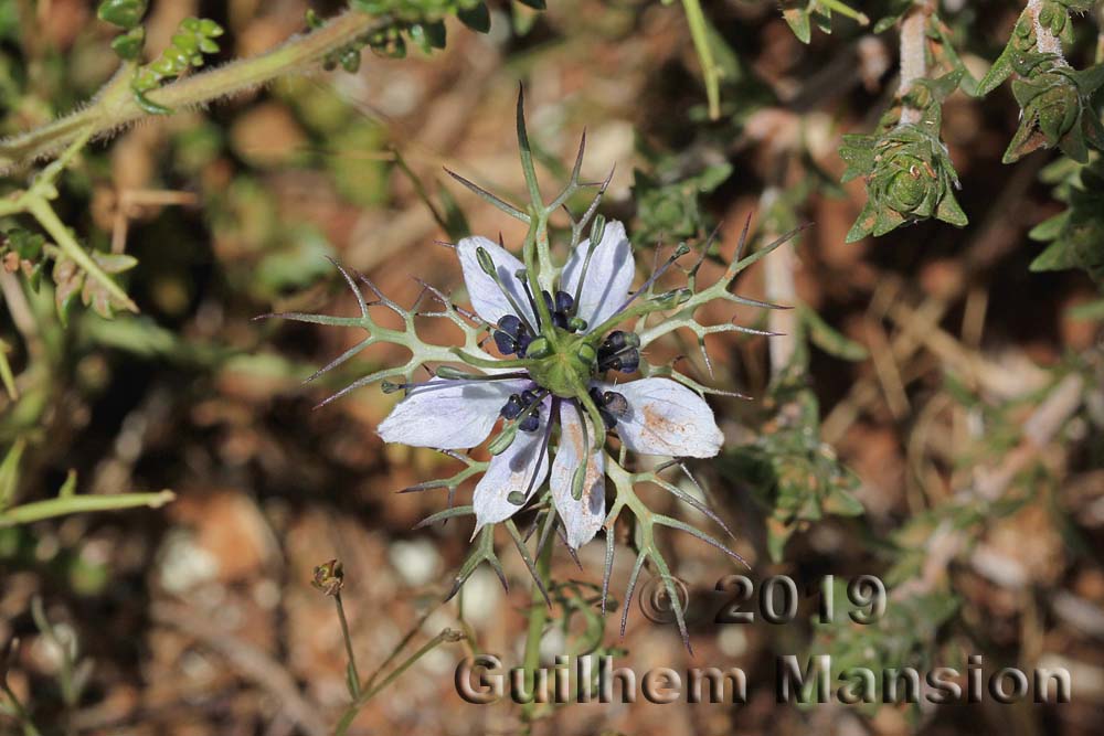 Nigella damascena