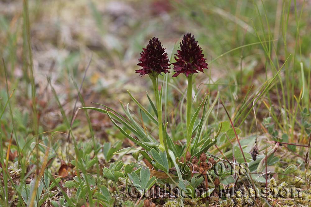 Gymnadenia [Nigritella] nigra