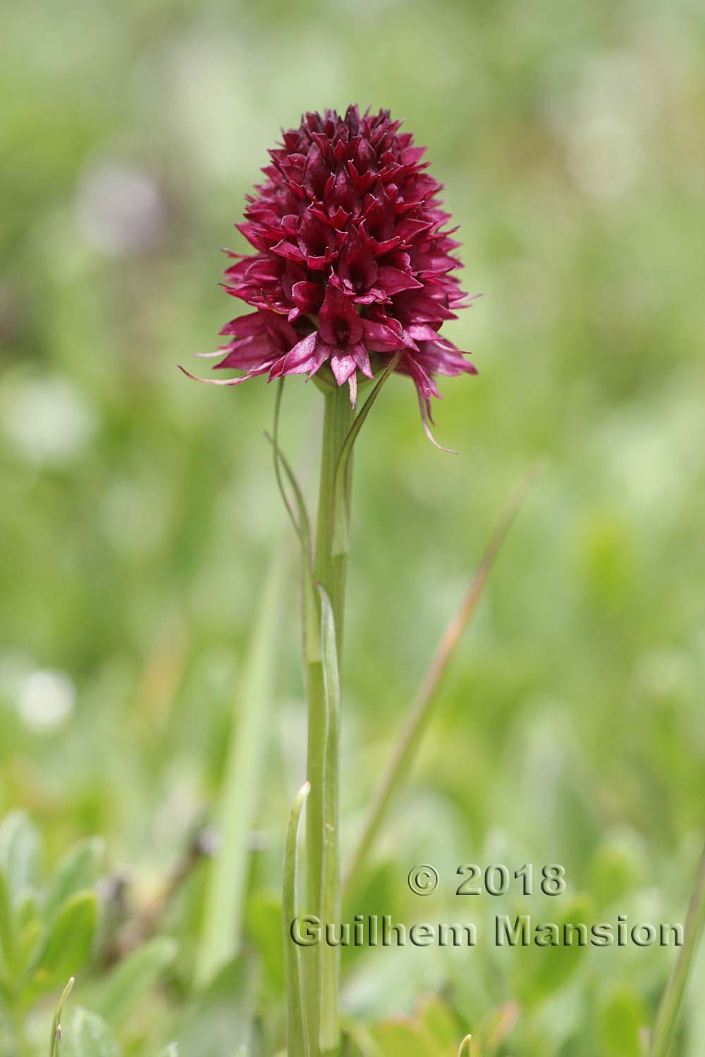 Gymnadenia [Nigritella] nigra