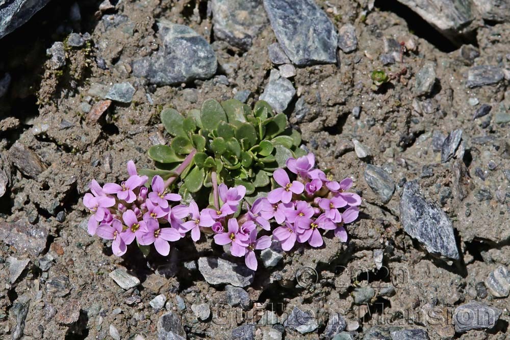 Noccaea corymbosa