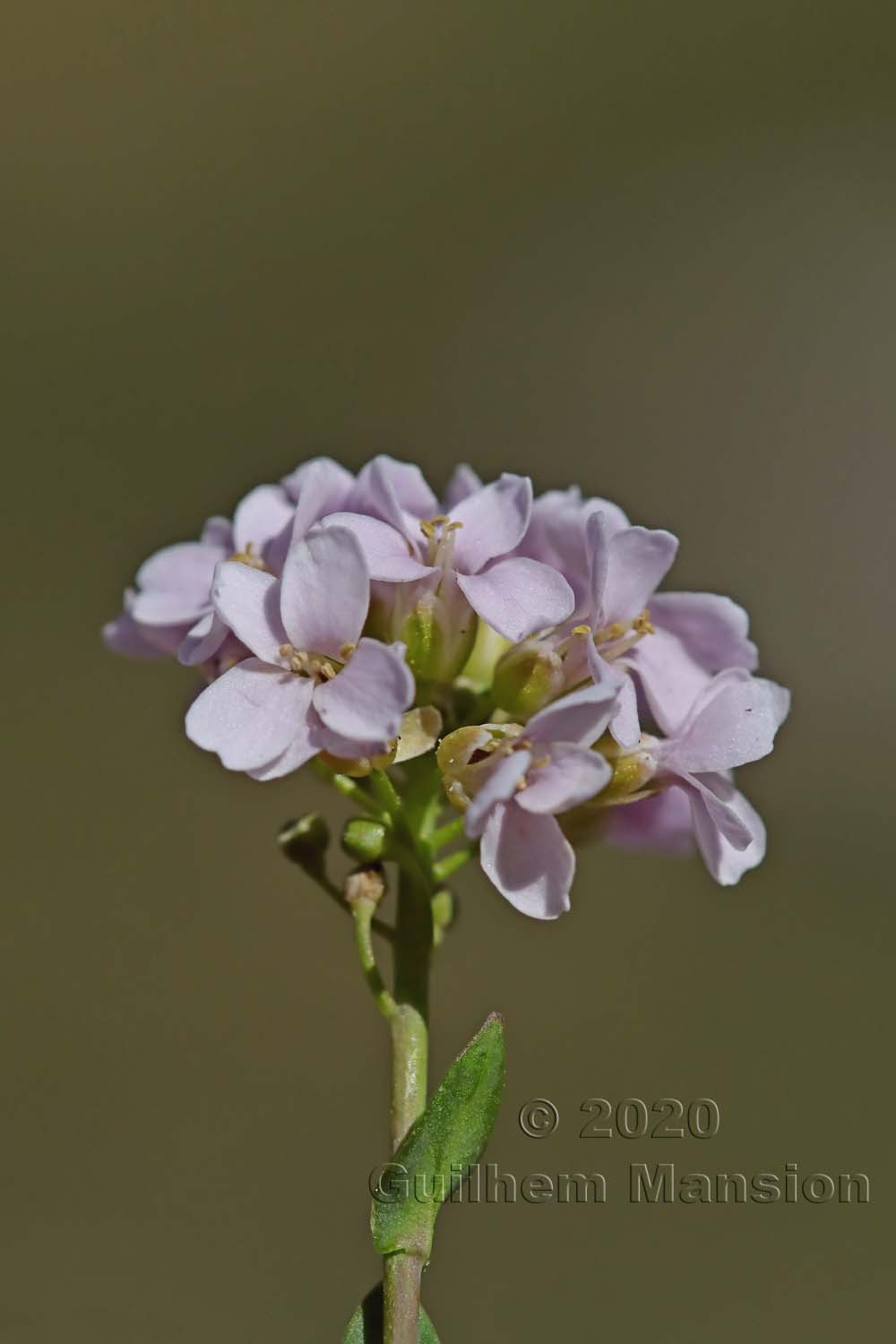 Noccaea corymbosa