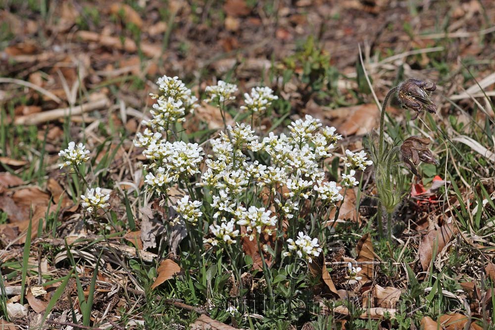 Noccaea montana [Thlaspi montanum]