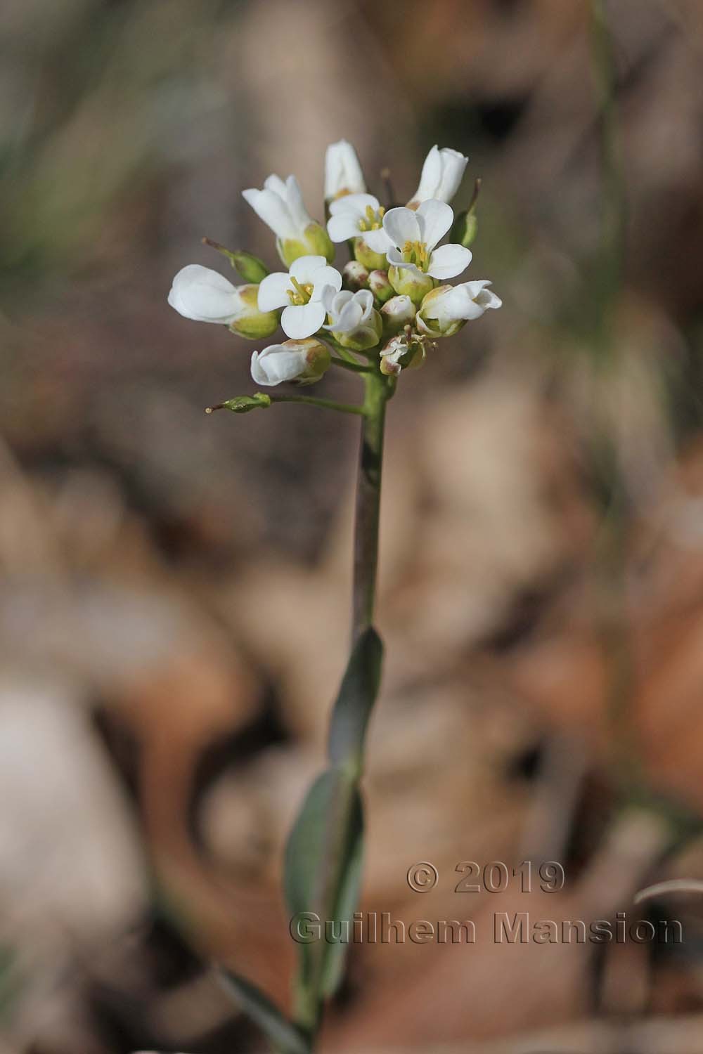 Noccaea montana [Thlaspi montanum]