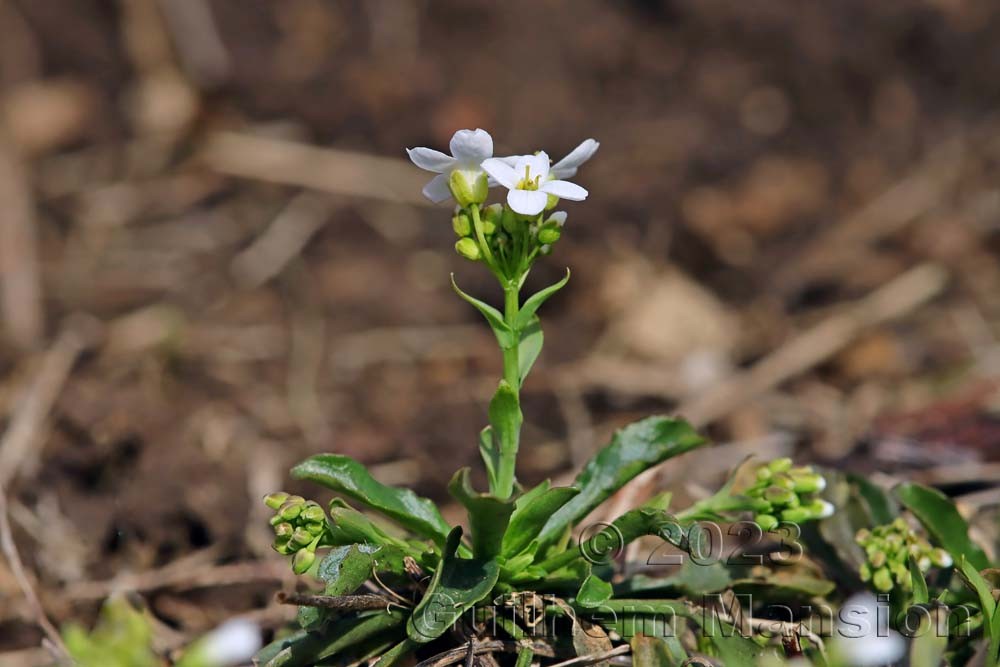 Noccaea montana [Thlaspi montanum]