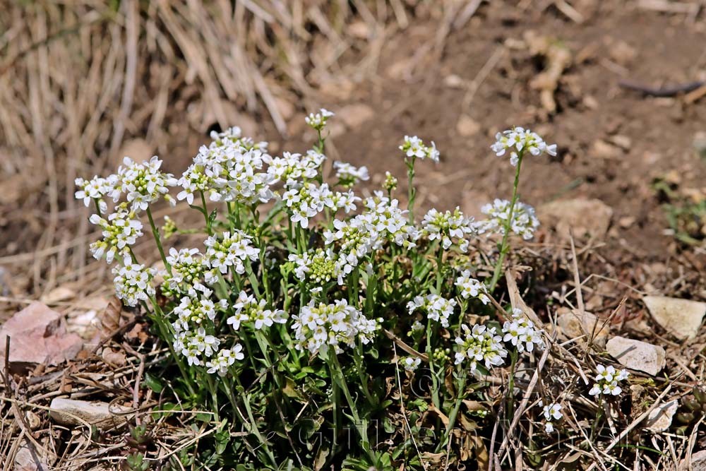 Noccaea montana [Thlaspi montanum]