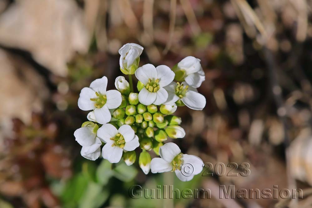 Noccaea montana [Thlaspi montanum]