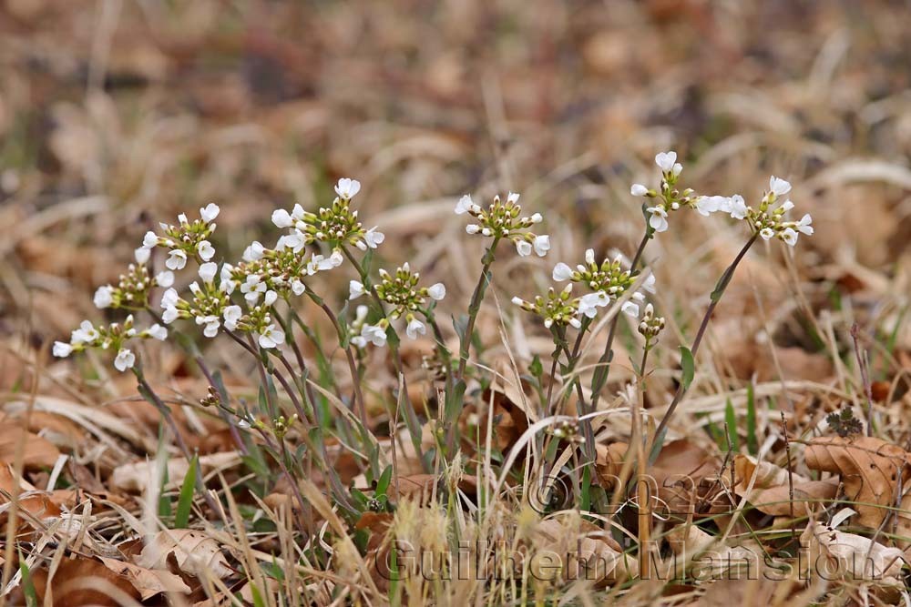 Noccaea montana [Thlaspi montanum]