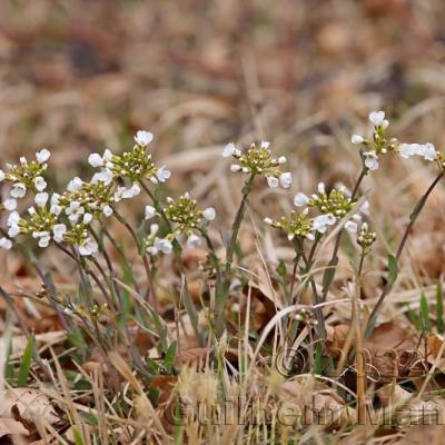 Noccaea montana [Thlaspi montanum]