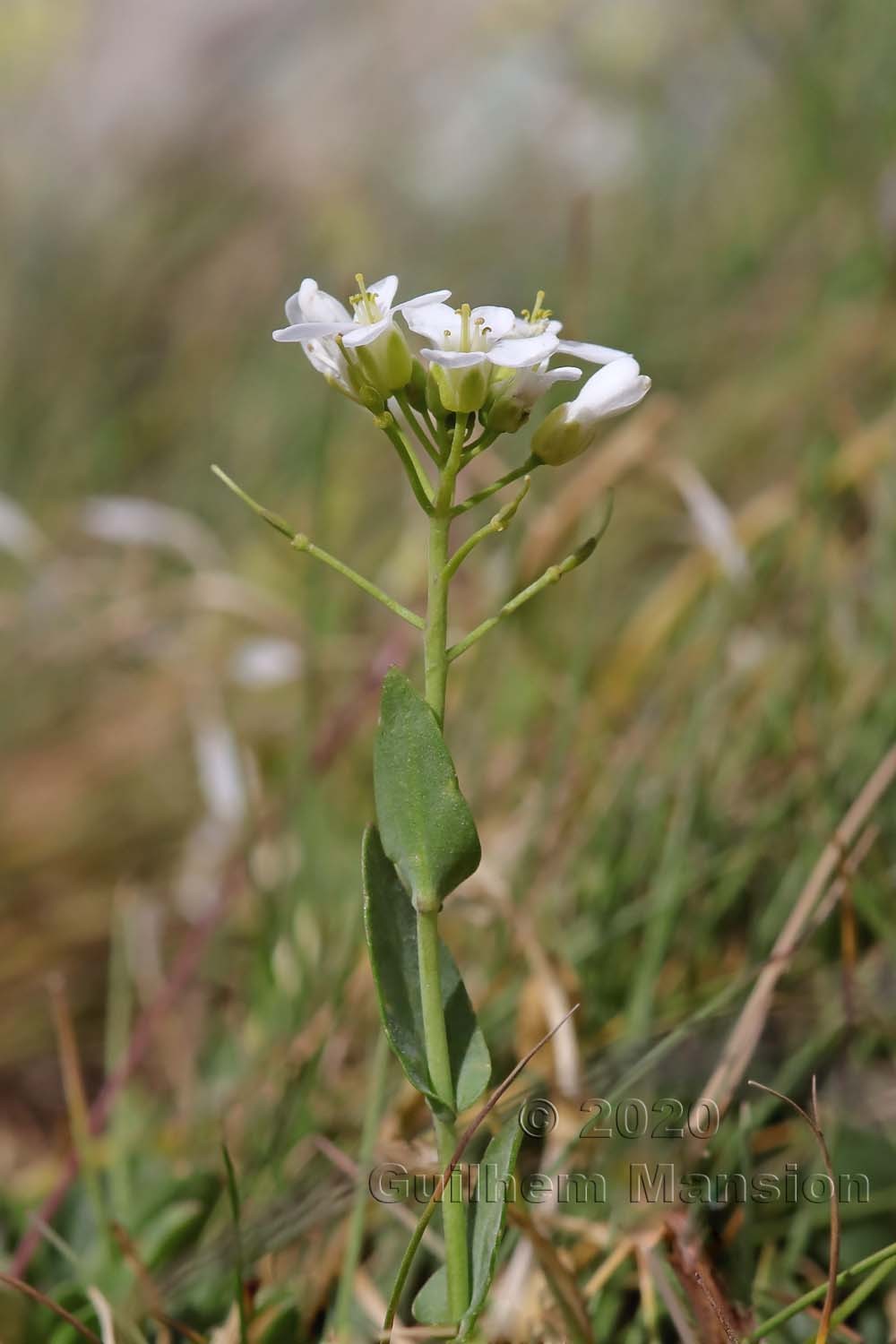 Noccaea sylvia