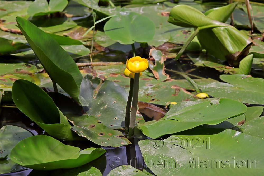 Nuphar lutea