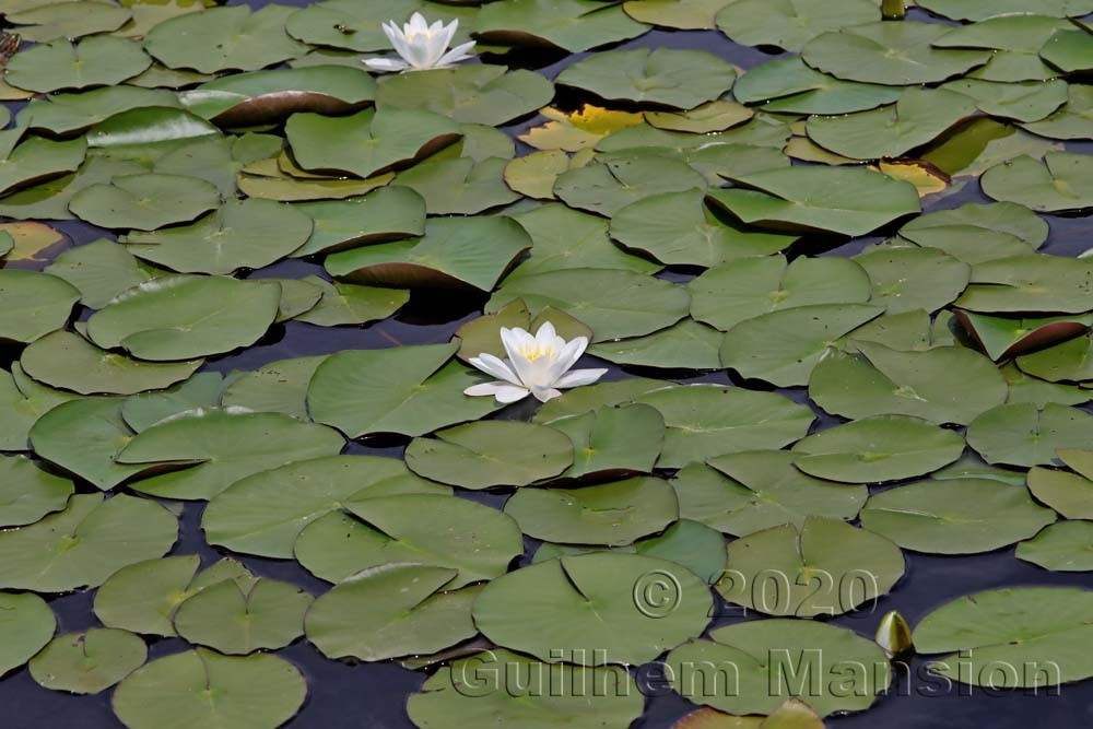 Nymphaea alba