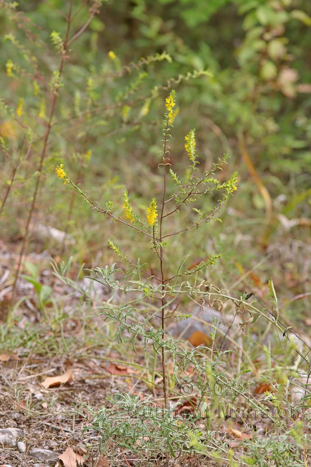 Odontites luteus