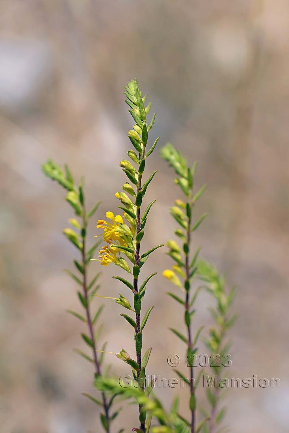 Odontites luteus