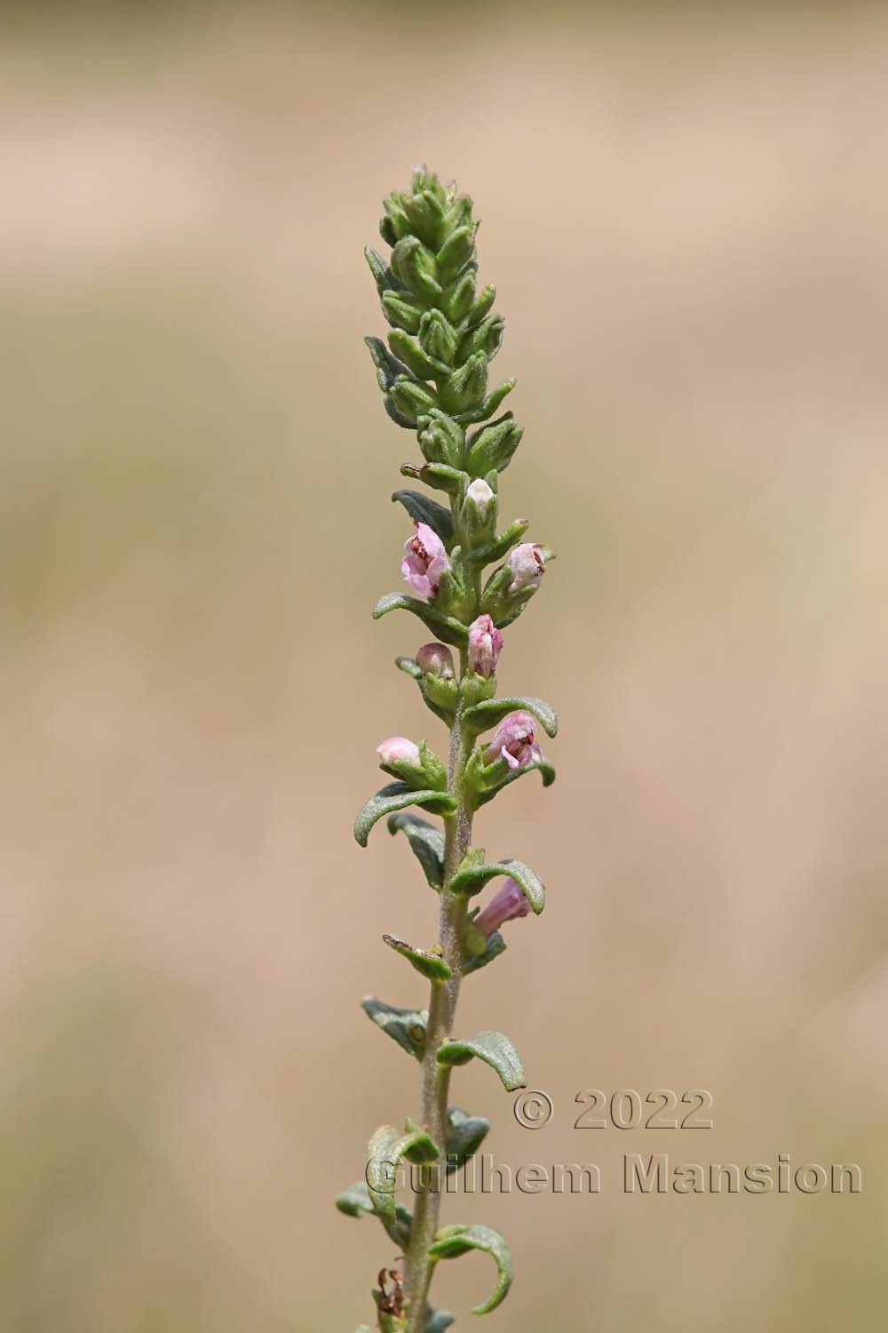 Odontites vernus subsp. serotinus