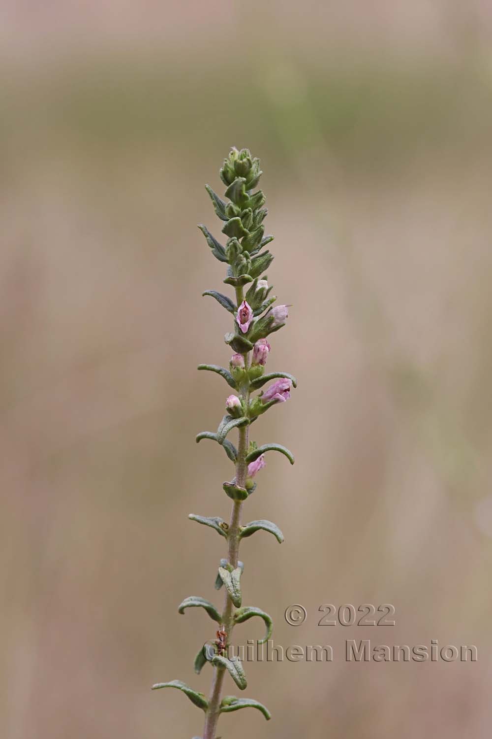 Odontites vernus subsp. serotinus