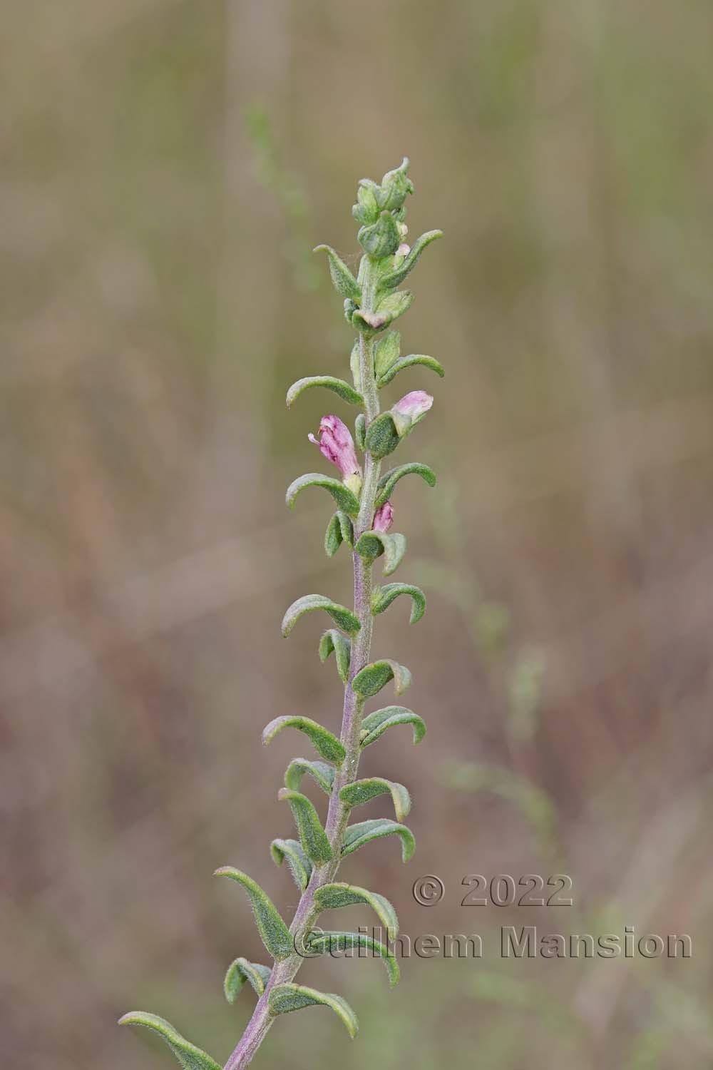 Odontites vernus subsp. serotinus