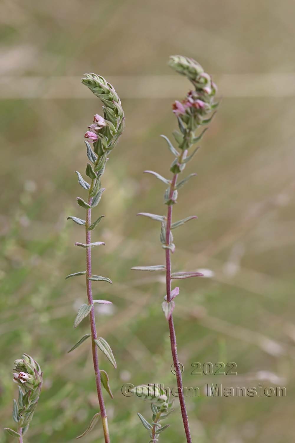 Odontites vernus subsp. serotinus