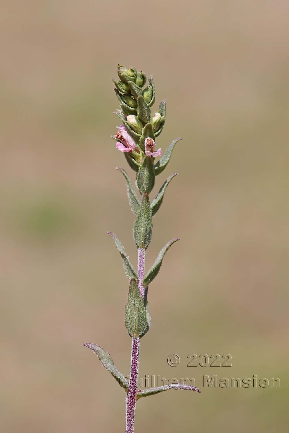 Odontites vernus subsp. serotinus