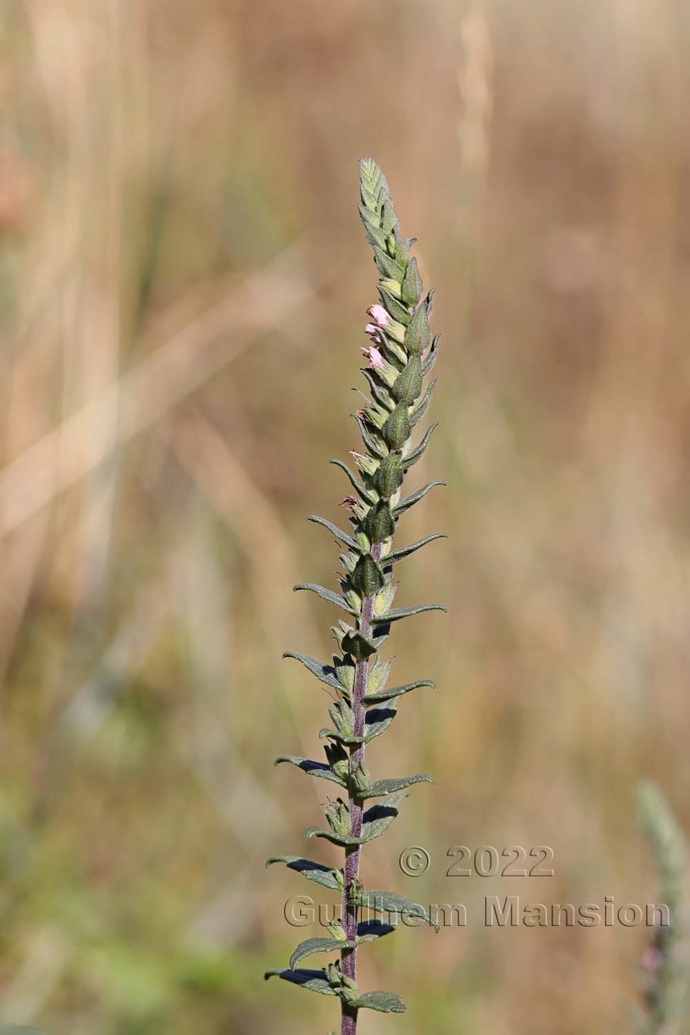 Odontites vernus subsp. serotinus