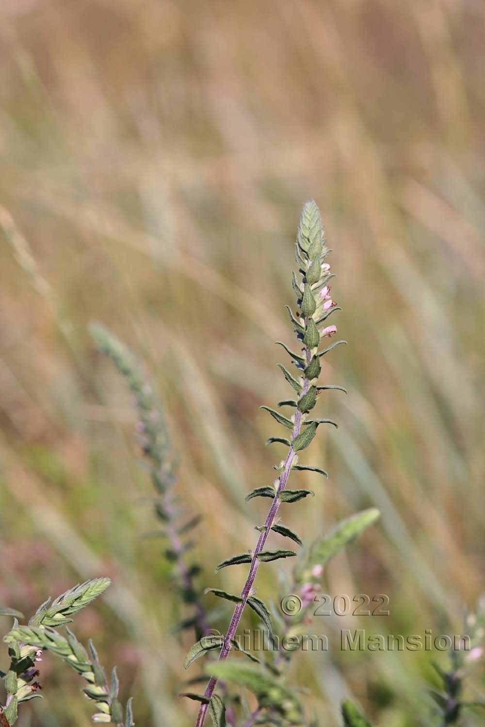 Odontites vernus subsp. serotinus