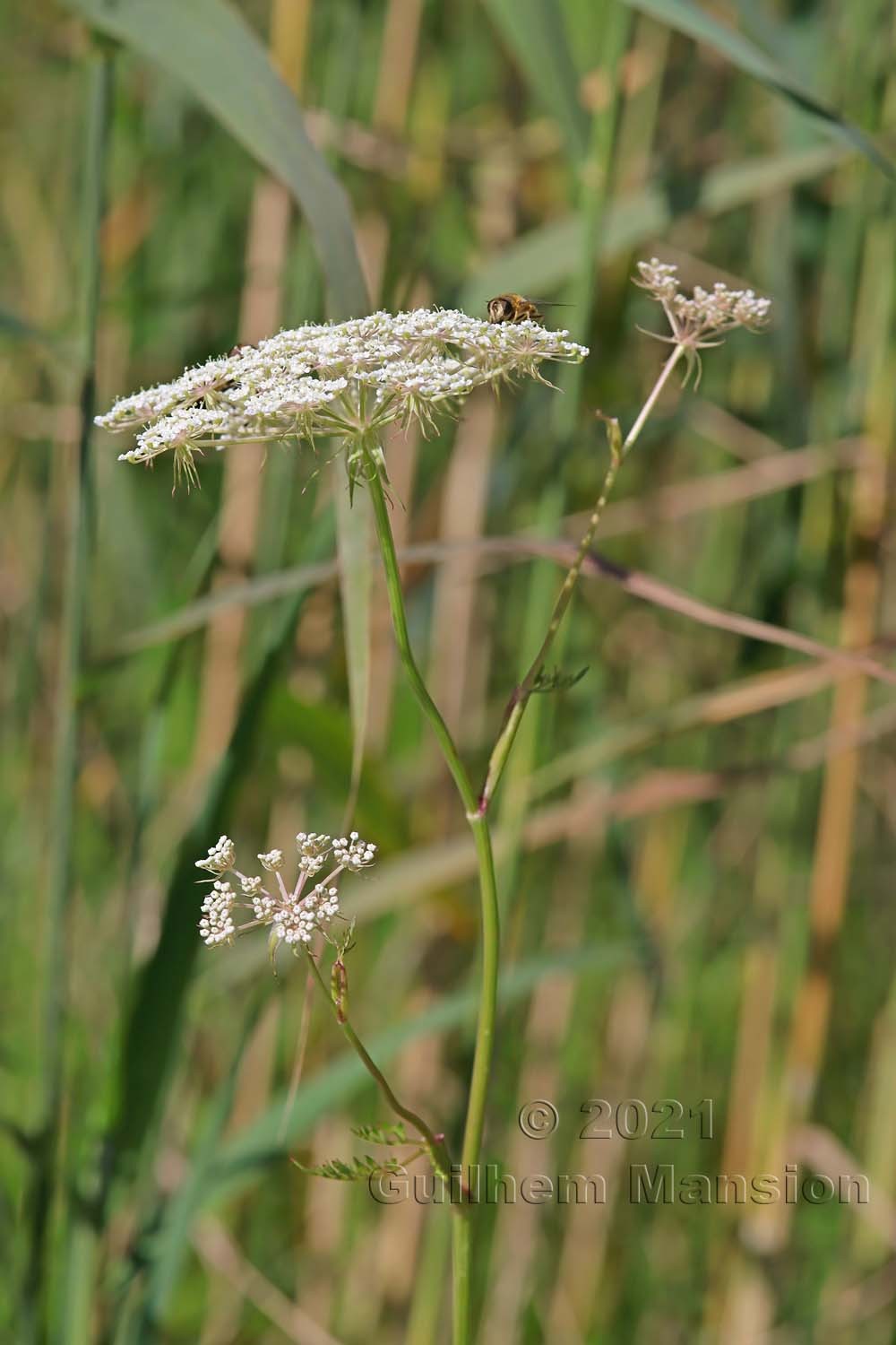 Oenanthe aquatica