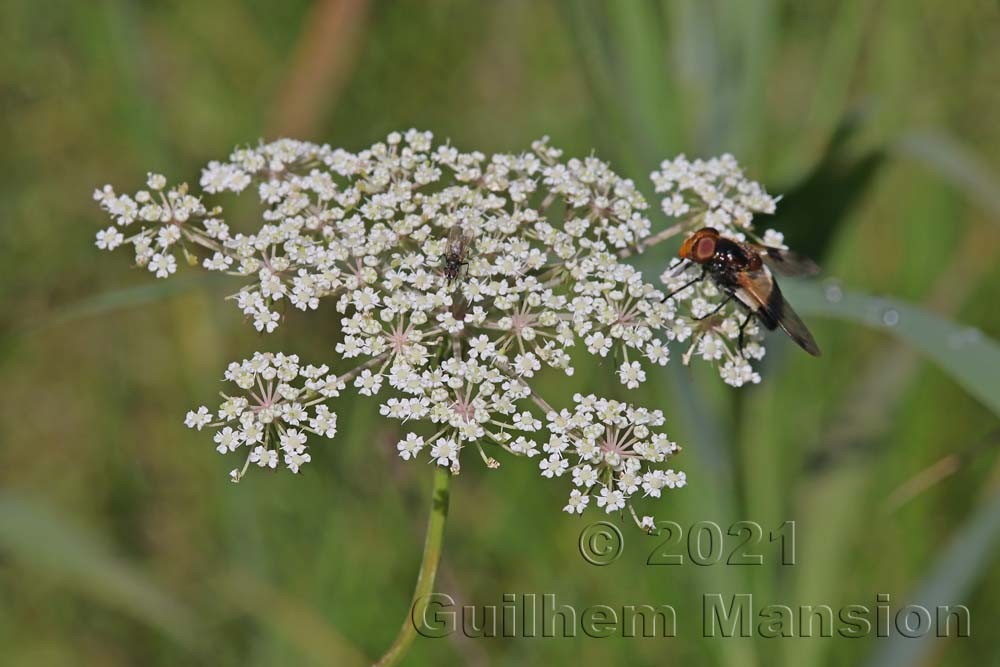 Oenanthe aquatica