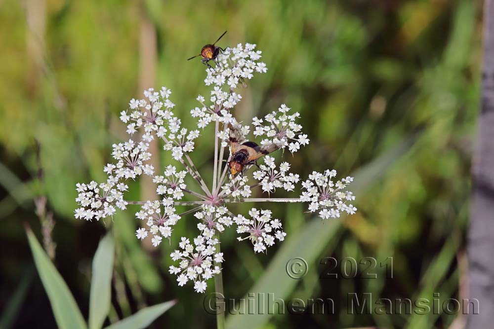 Oenanthe aquatica