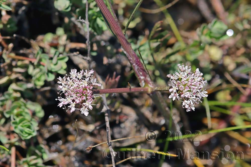 Oenanthe globulosa