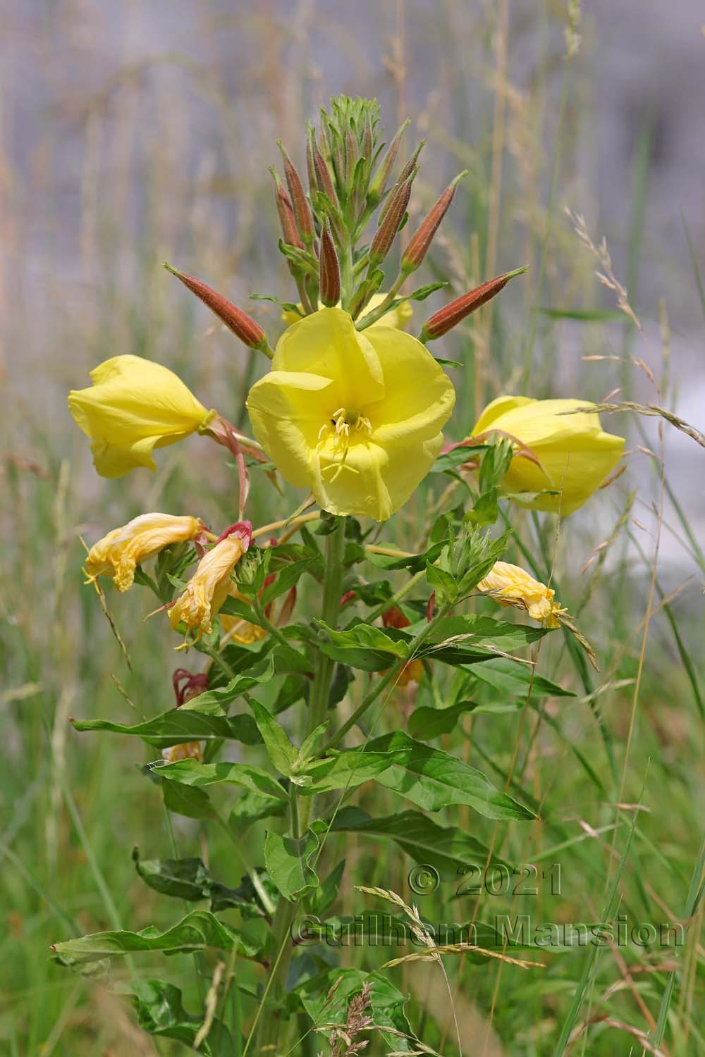 Oenothera biennis