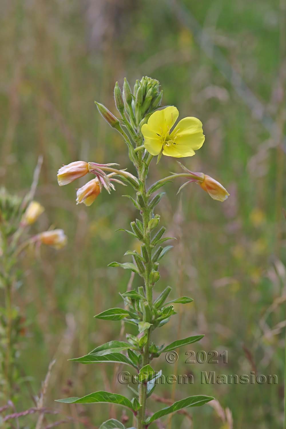 Oenothera biennis