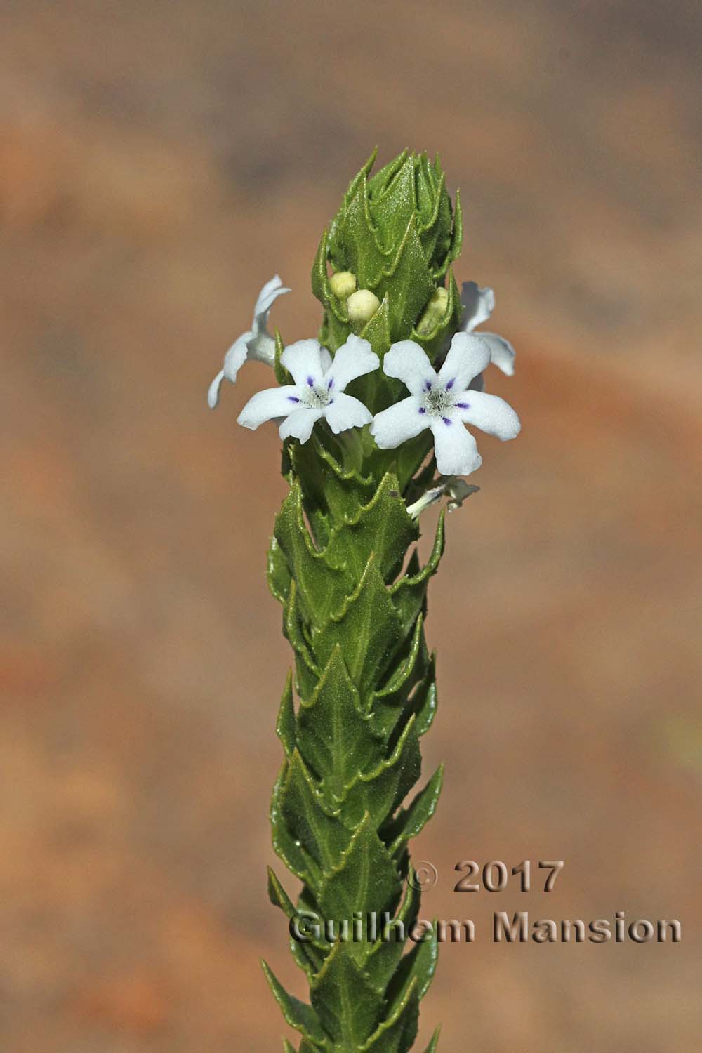 Oftia africana