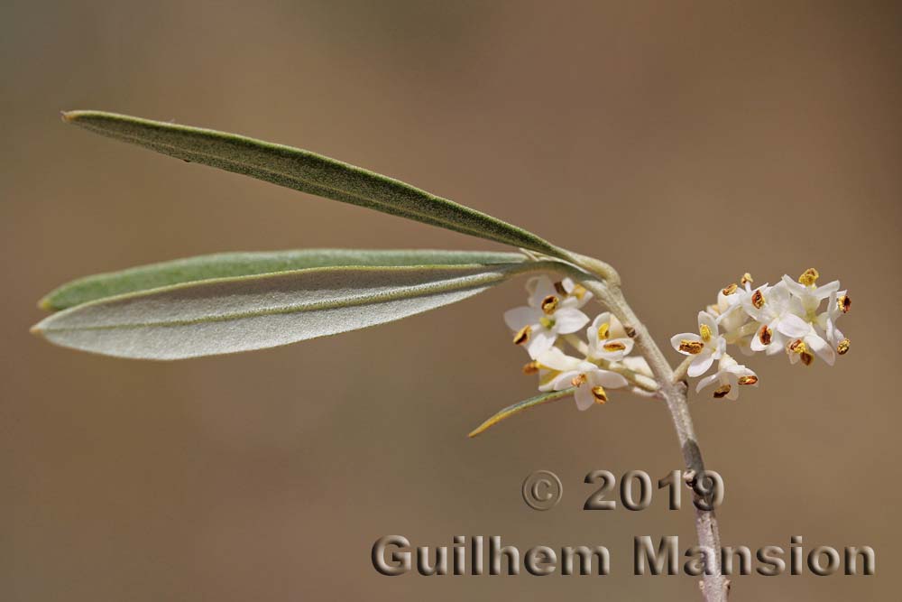 Olea europaea