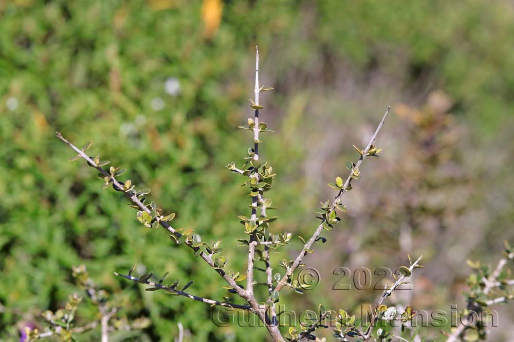 Olea europaea var. sylvestris