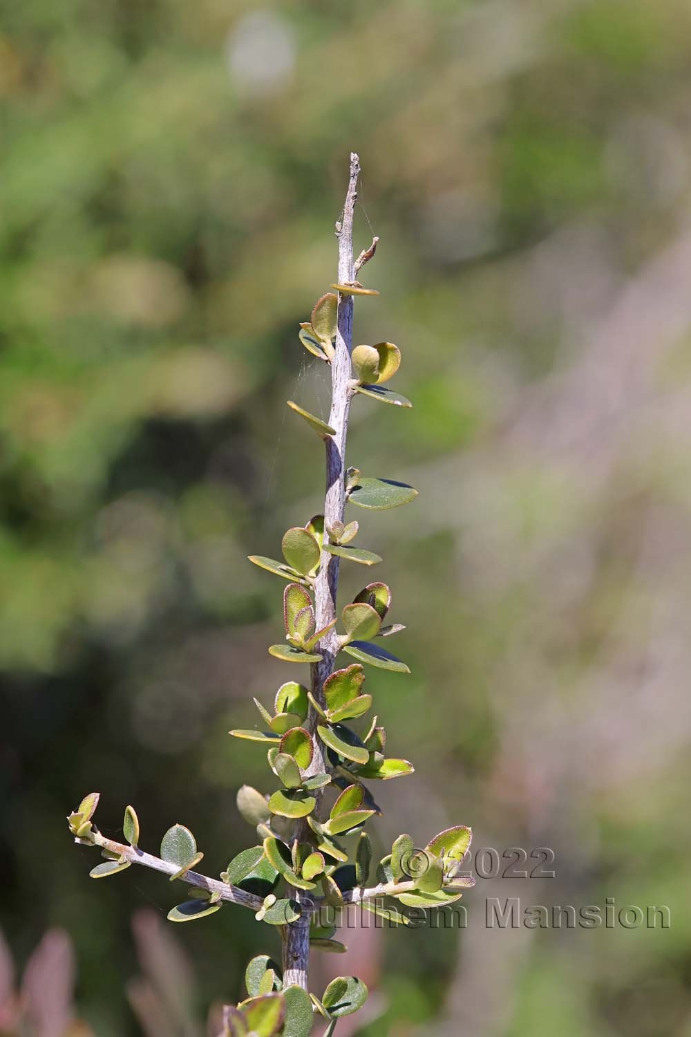 Olea europaea var. sylvestris