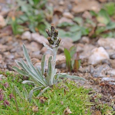 Omalotheca hoppeana
