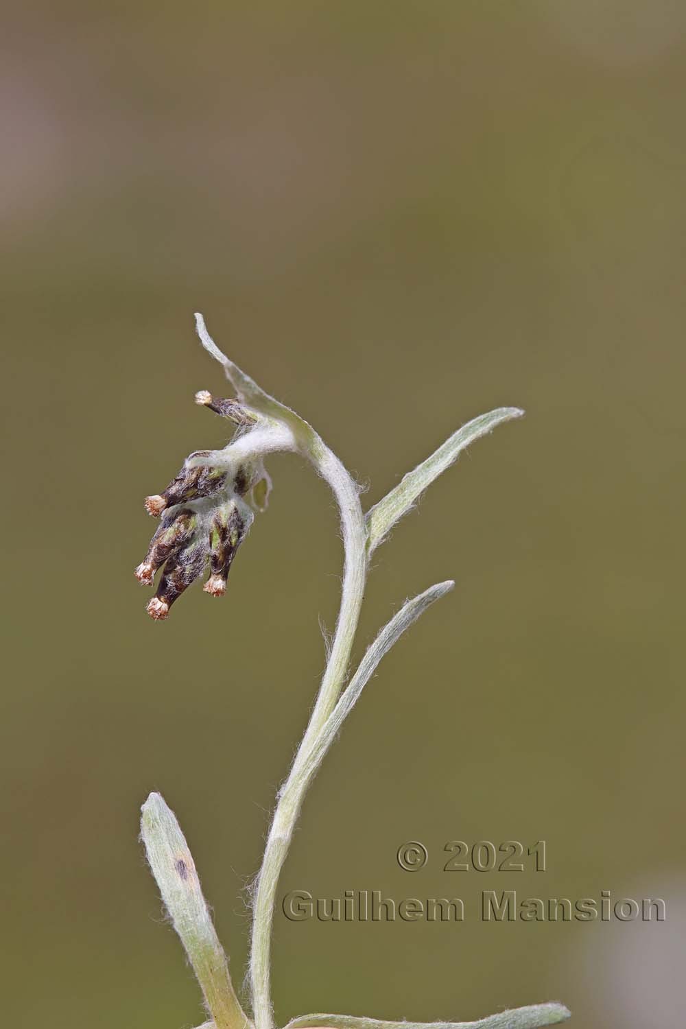 Omalotheca hoppeana