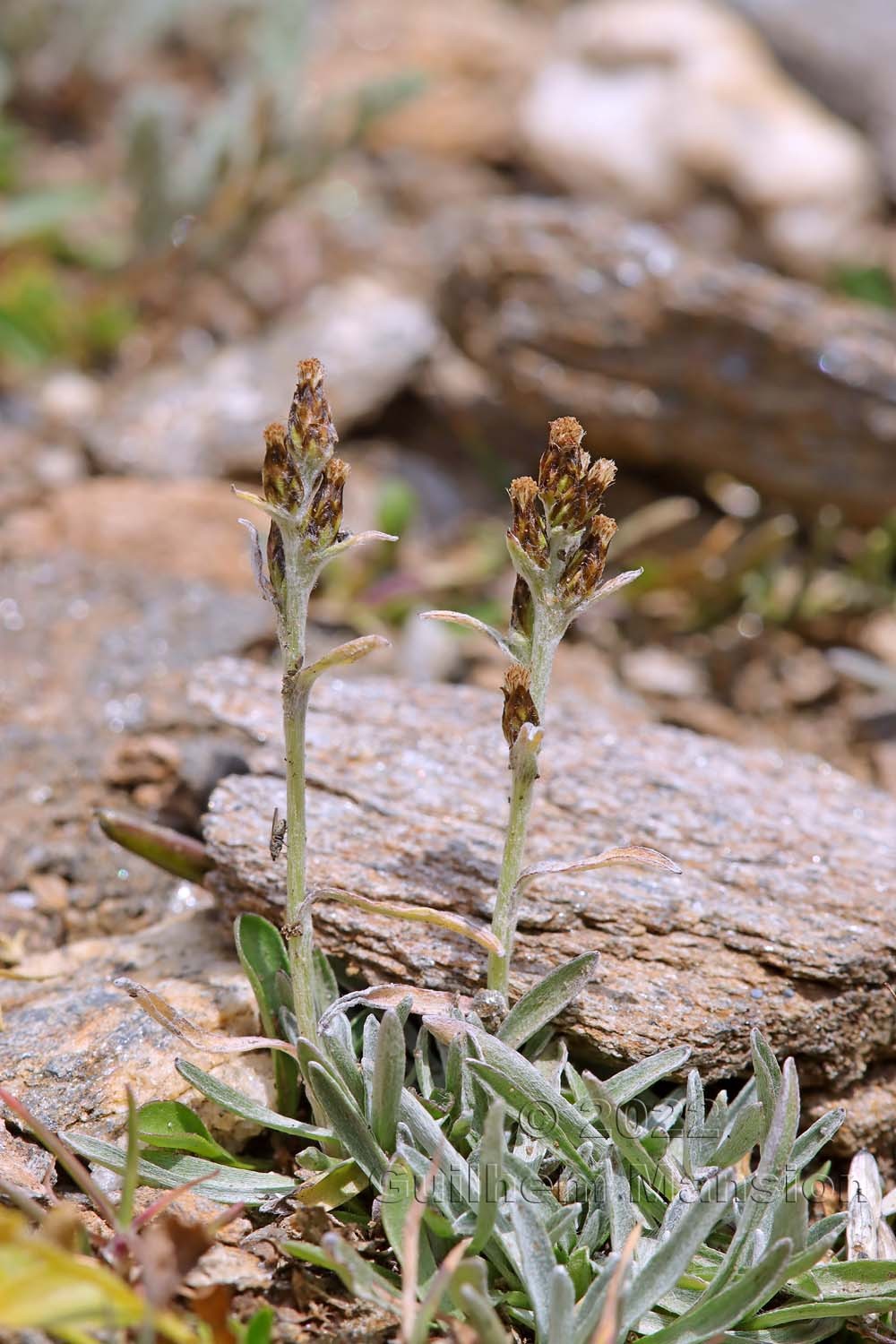 Omalotheca hoppeana