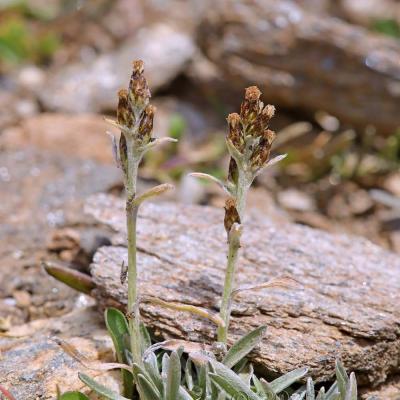 Omalotheca hoppeana