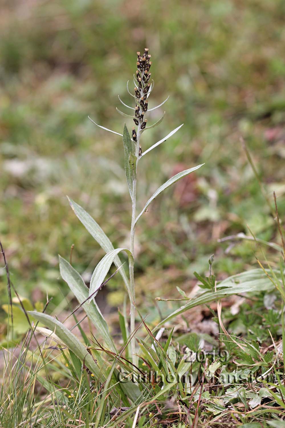 Omalotheca norvegica [Gnaphalium norvegicum]