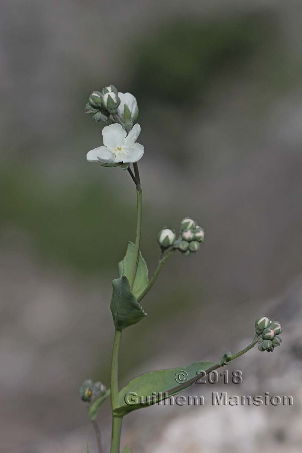 Omphalodes commutata