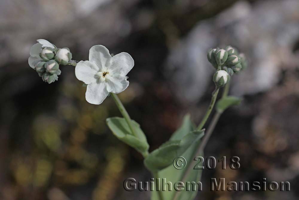 Omphalodes commutata