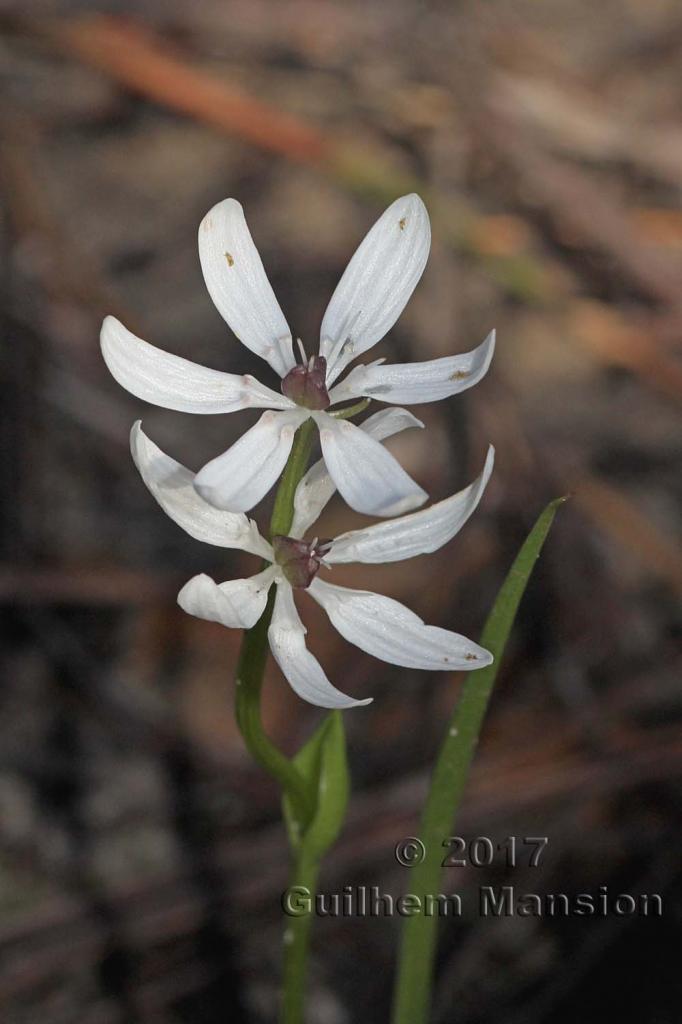 Onixotis punctata