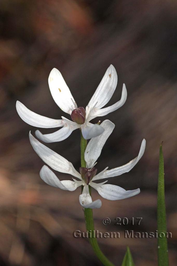 Onixotis punctata