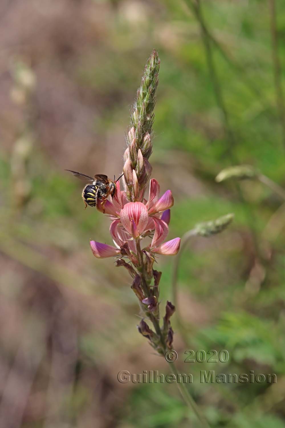 Onobrychis arenaria